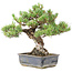 Pinus parviflora, 36,5 cm, ± 30 anni