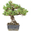 Pinus parviflora, 36,5 cm, ± 30 years old