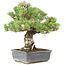 Pinus parviflora, 36,5 cm, ± 30 anni