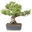 Pinus parviflora, 36,5 cm, ± 30 years old