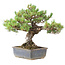 Pinus parviflora, 36,5 cm, ± 30 anni