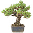 Pinus parviflora, 36,5 cm, ± 30 years old