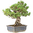 Pinus parviflora, 36,5 cm, ± 30 anni