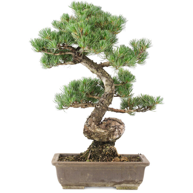 Pinus parviflora, 53 cm, ± 30 anni