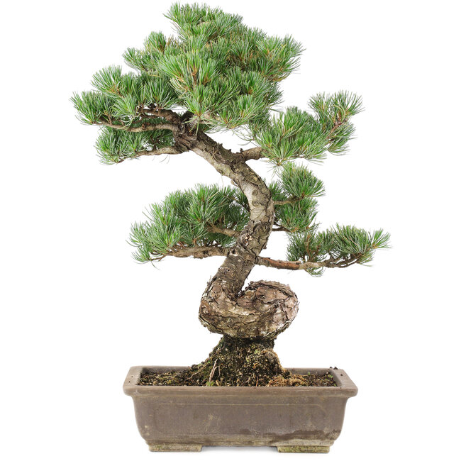 Pinus parviflora, 53 cm, ± 30 Jahre alt