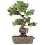 Pinus parviflora, 53 cm, ± 30 jaar oud