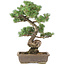 Pinus parviflora, 53 cm, ± 30 years old