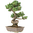 Pinus parviflora, 53 cm, ± 30 jaar oud