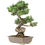 Pinus parviflora, 53 cm, ± 30 years old