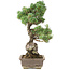 Pinus parviflora, 53 cm, ± 30 años