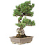 Pinus parviflora, 53 cm, ± 30 jaar oud