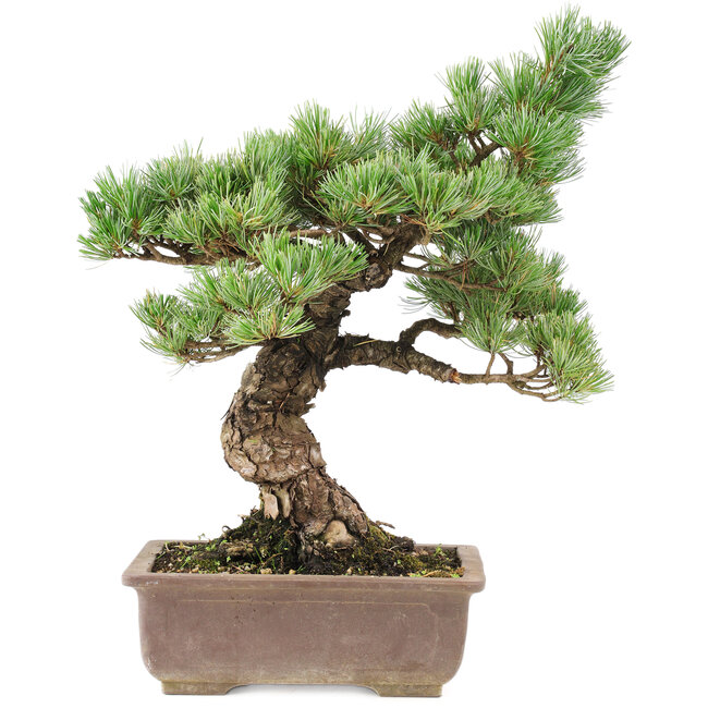 Pinus parviflora, 42 cm, ± 30 jaar oud