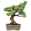 Pinus parviflora, 42 cm, ± 30 ans