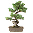 Pinus parviflora, 53 cm, ± 30 ans
