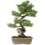 Pinus parviflora, 53 cm, ± 30 jaar oud