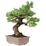 Pinus parviflora, 42 cm, ± 30 jaar oud