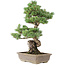 Pinus parviflora, 53 cm, ± 30 ans