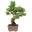 Pinus parviflora, 42 cm, ± 30 jaar oud