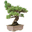 Pinus parviflora, 42 cm, ± 30 jaar oud