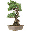 Pinus parviflora, 53 cm, ± 30 jaar oud