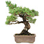 Pinus parviflora, 42 cm, ± 30 anni