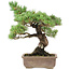 Pinus parviflora, 42 cm, ± 30 ans