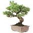 Pinus parviflora, 42 cm, ± 30 jaar oud