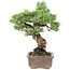 Pinus parviflora, 42 cm, ± 30 anni