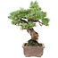 Pinus parviflora, 42 cm, ± 30 jaar oud