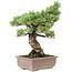 Pinus parviflora, 42 cm, ± 30 years old