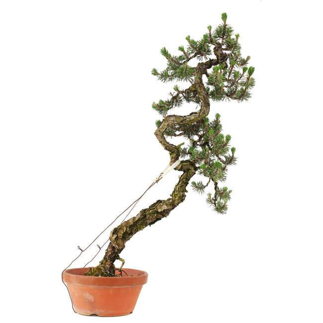 Pinus thunbergii Kotobuki, 82 cm, ± 30 jaar oud