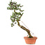 Pinus thunbergii Kotobuki, 82 cm, ± 30 anni