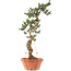Pinus thunbergii Kotobuki, 82 cm, ± 30 años