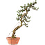 Pinus thunbergii Kotobuki, 82 cm, ± 30 ans