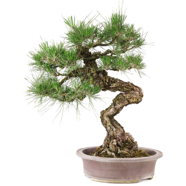 Pinus Thunbergii, 61 cm, ± 30 jaar oud