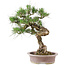 Pinus Thunbergii, 61 cm, ± 30 anni