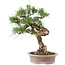 Pinus Thunbergii, 61 cm, ± 30 Jahre alt