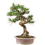 Pinus Thunbergii, 61 cm, ± 30 anni