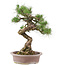 Pinus Thunbergii, 61 cm, ± 30 anni