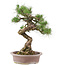 Pinus Thunbergii, 61 cm, ± 30 ans