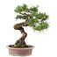 Pinus Thunbergii, 61 cm, ± 30 años