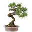 Pinus Thunbergii, 61 cm, ± 30 jaar oud