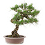 Pinus Thunbergii, 61 cm, ± 30 anni