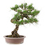 Pinus Thunbergii, 61 cm, ± 30 jaar oud