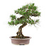 Pinus Thunbergii, 61 cm, ± 30 anni