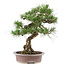 Pinus Thunbergii, 61 cm, ± 30 ans
