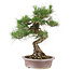 Pinus Thunbergii, 61 cm, ± 30 jaar oud