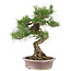 Pinus Thunbergii, 61 cm, ± 30 years old
