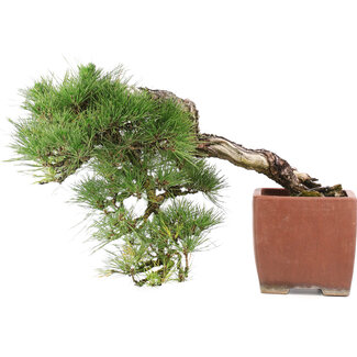 Pinus Thunbergii, 48 cm, ± 35 jaar oud