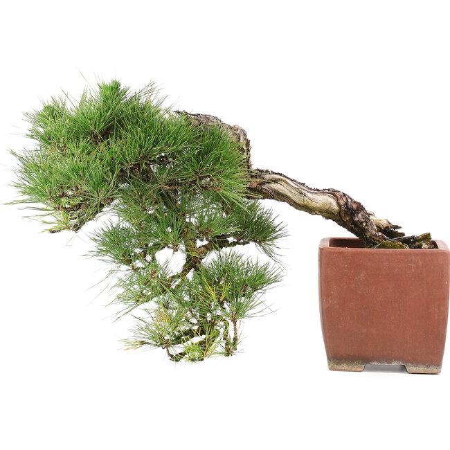 Pinus Thunbergii, 48 cm, ± 35 jaar oud